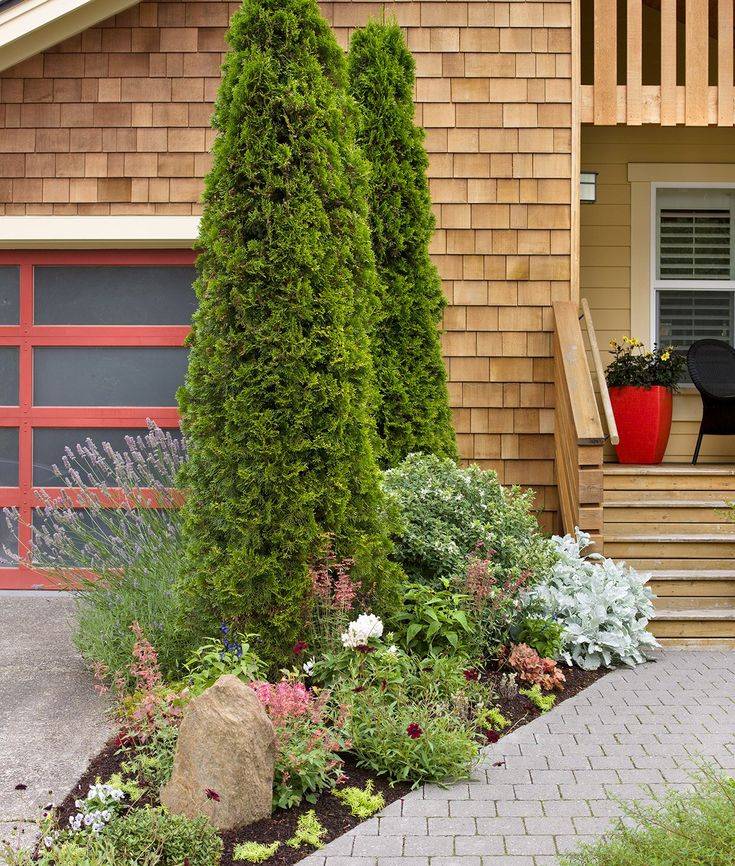 Small Evergreen Shrubs