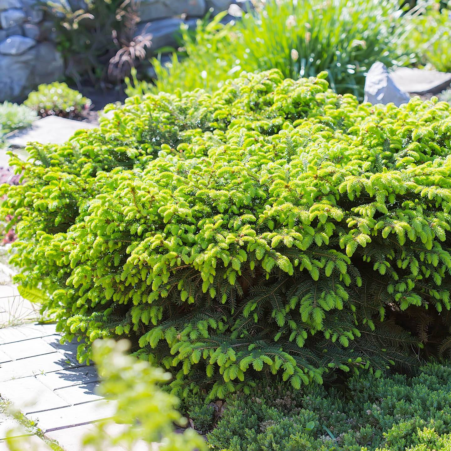 Zone Shrub Varieties