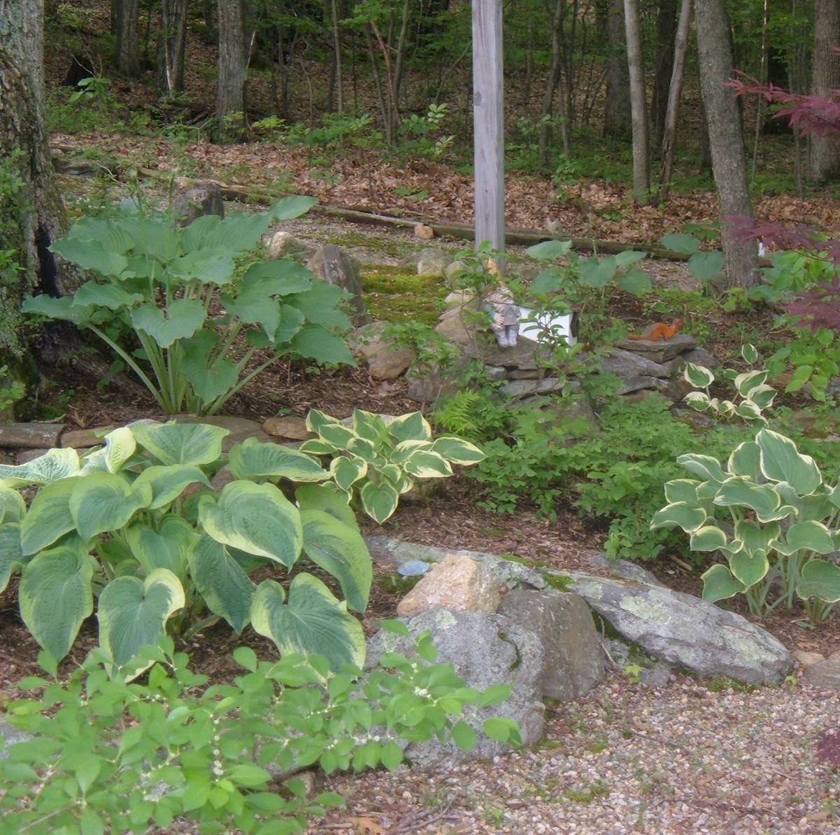 Hostas Rock Garden