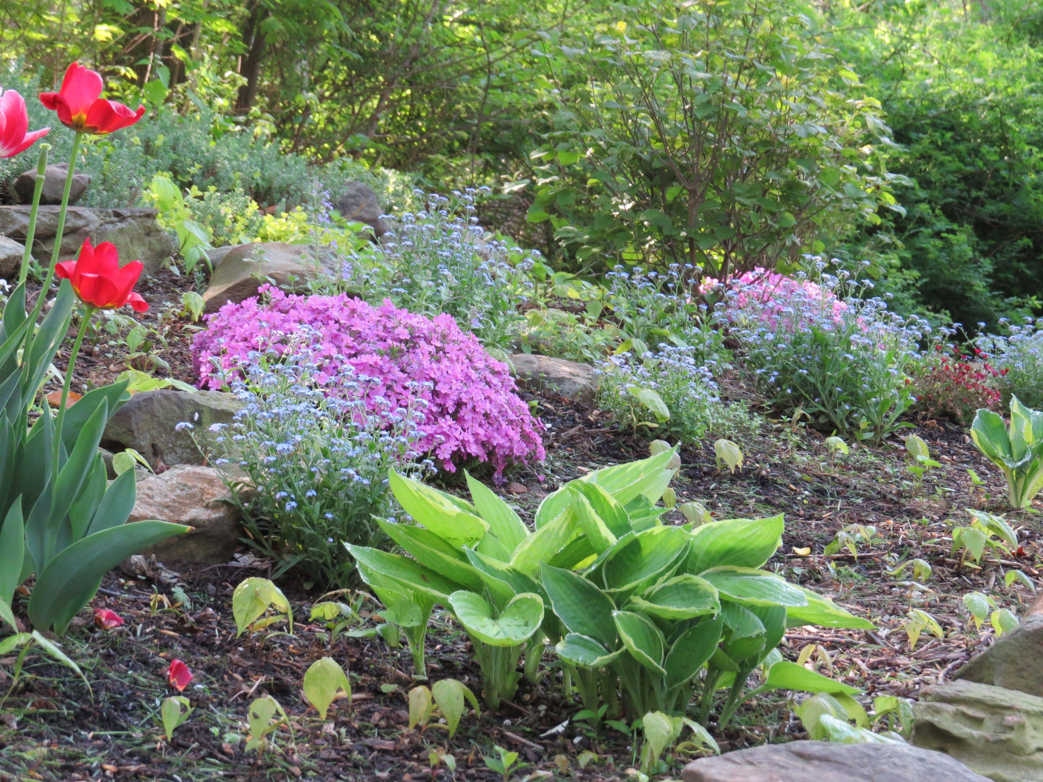 Transplant Hostas