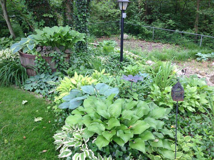 Miniature Hosta Rock Garden Cottage Garden