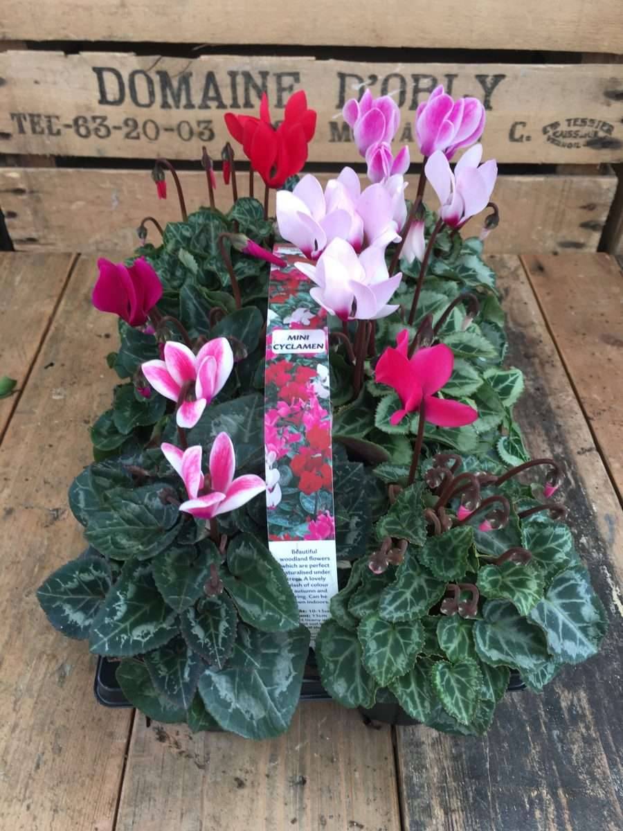 Grow Cheap Hardy Plant Ideas