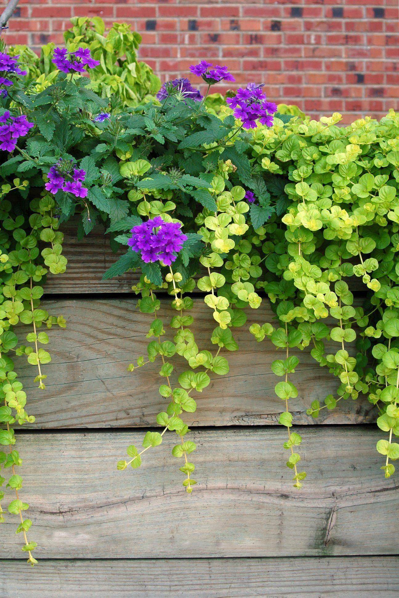 Summer Flower Garden Border Ideas
