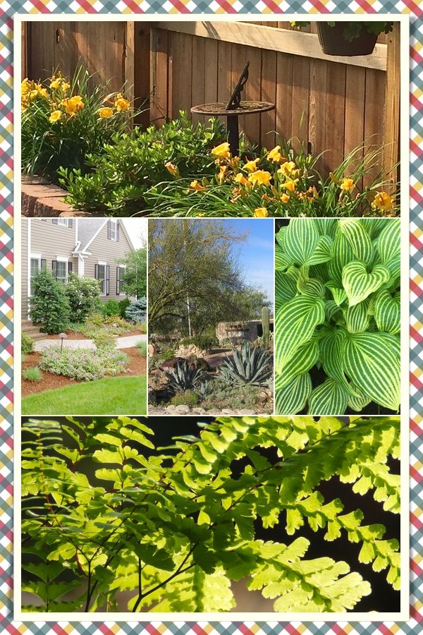 Pampas Grass Interior