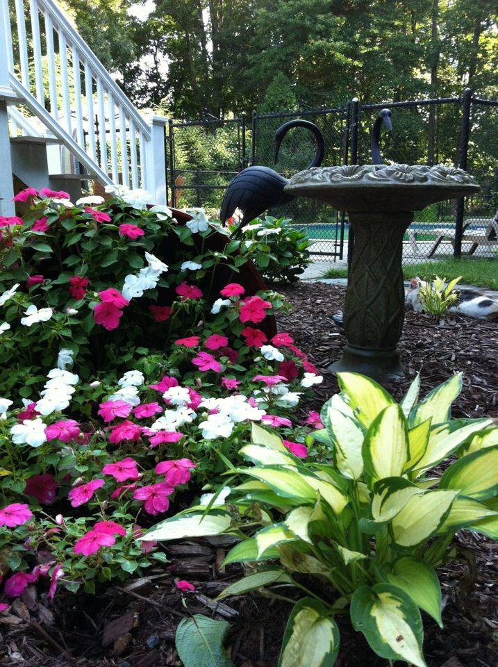 Hosta Companion Plants