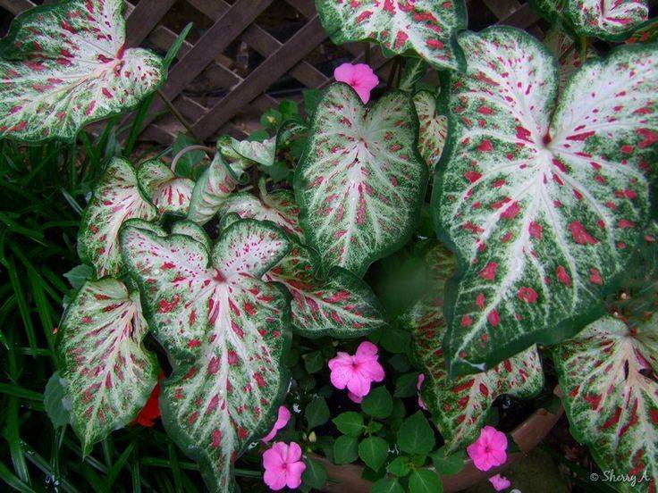 Hosta Impatiens Google Search Classic Garden