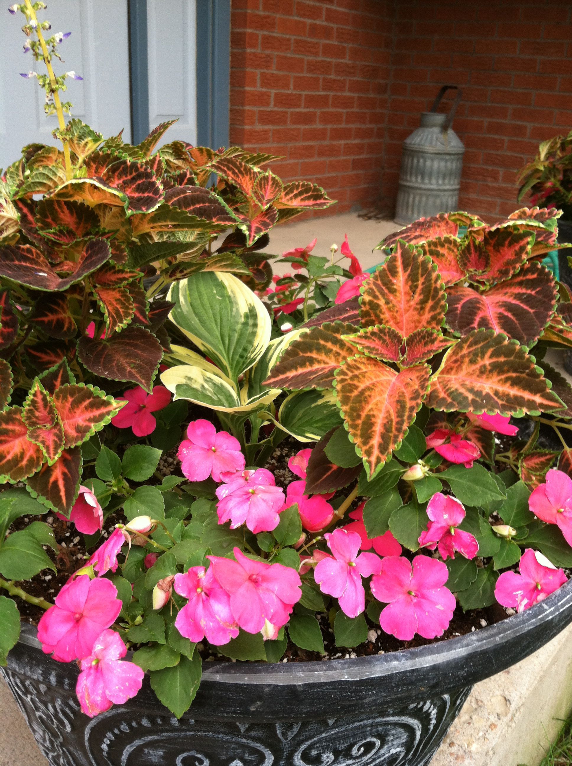 White Impatiens