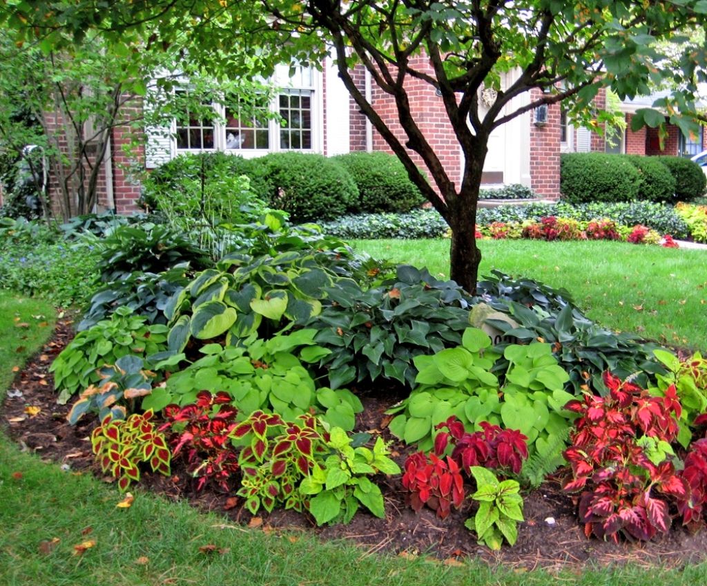 Standard Hosta Hostas