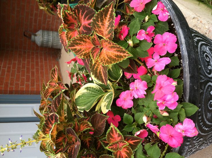 July Lush Foliage