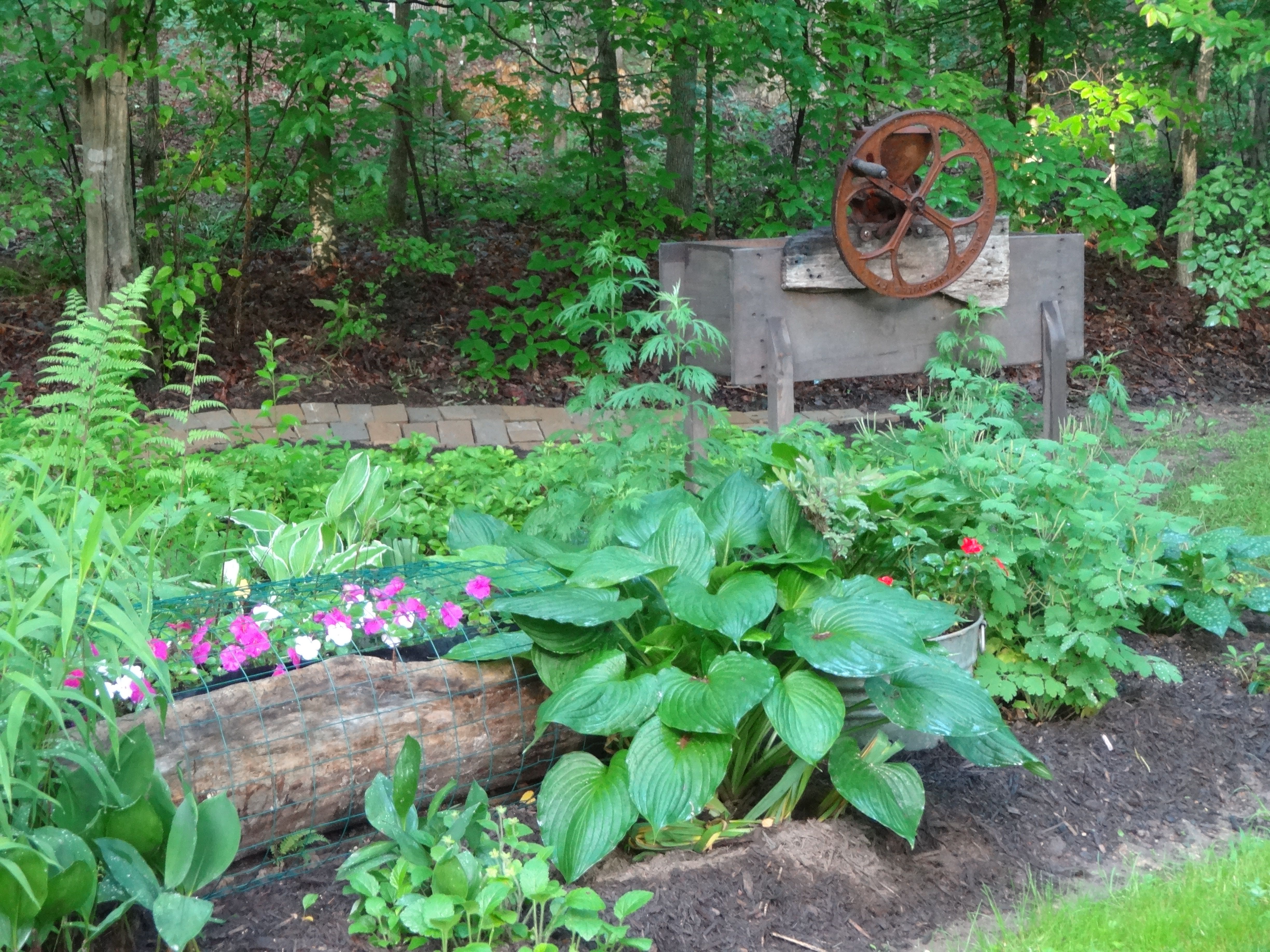 Volunteer Impatiens