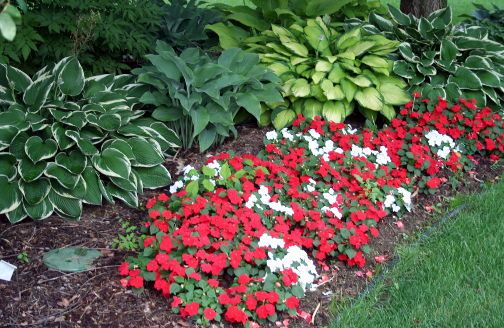 Front Container Garden
