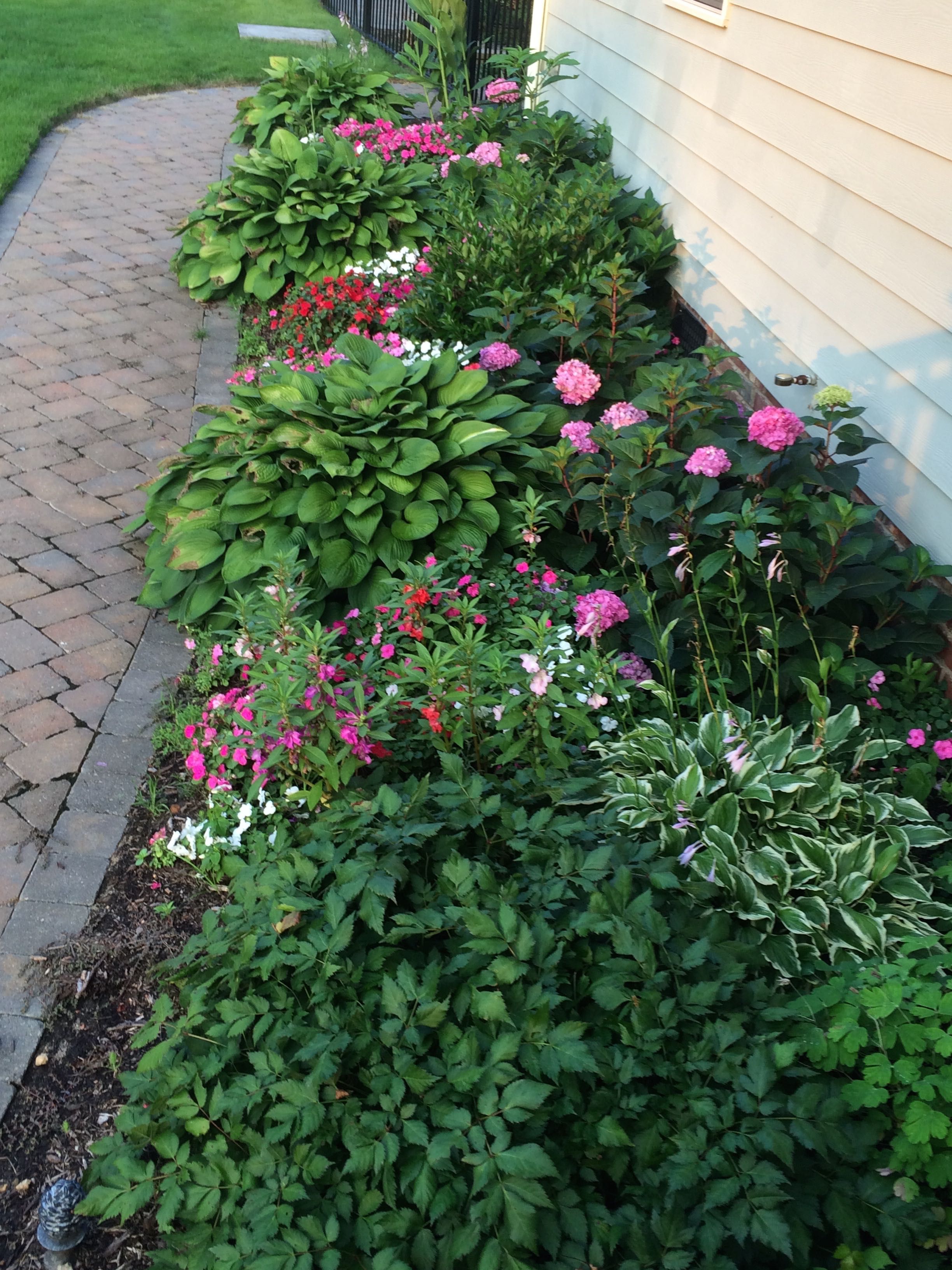 Red And White Impatiens