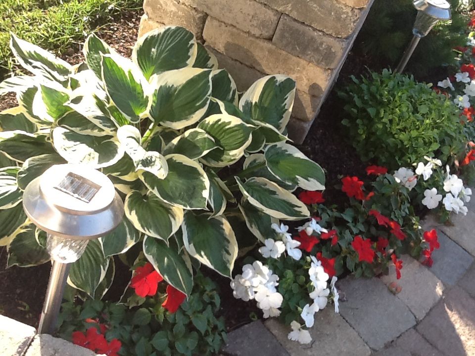 Shade Container Hosta