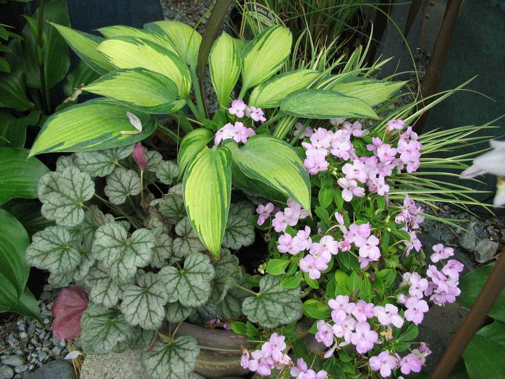 Shadeloving Plants
