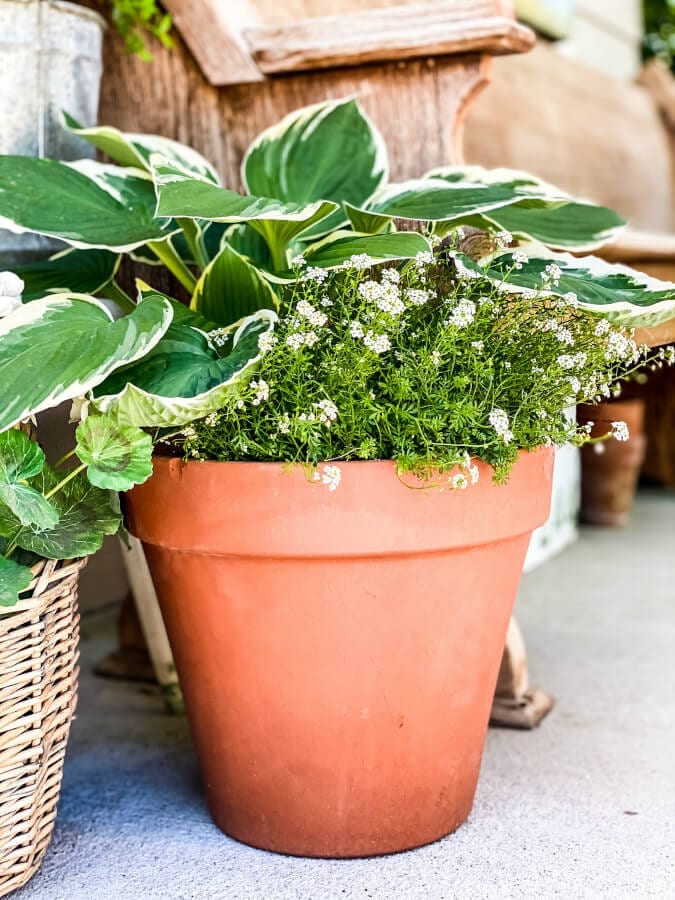 Shadeloving Plants