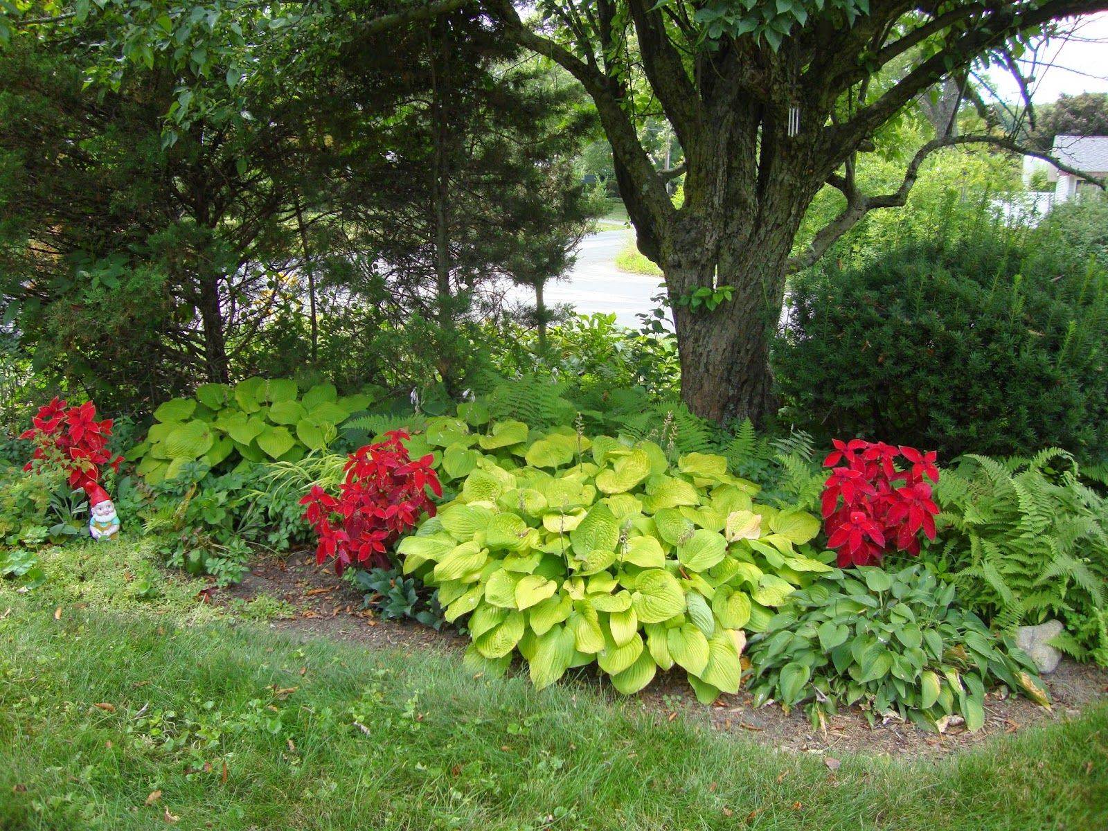 Large Potted Hostas