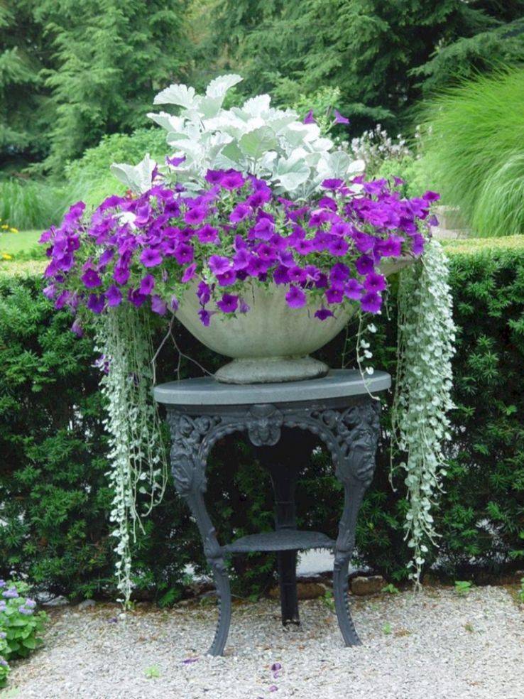 Gray And Silver Plant Ideas Plants