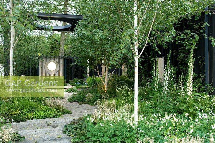 Silver Birch Tree Garden