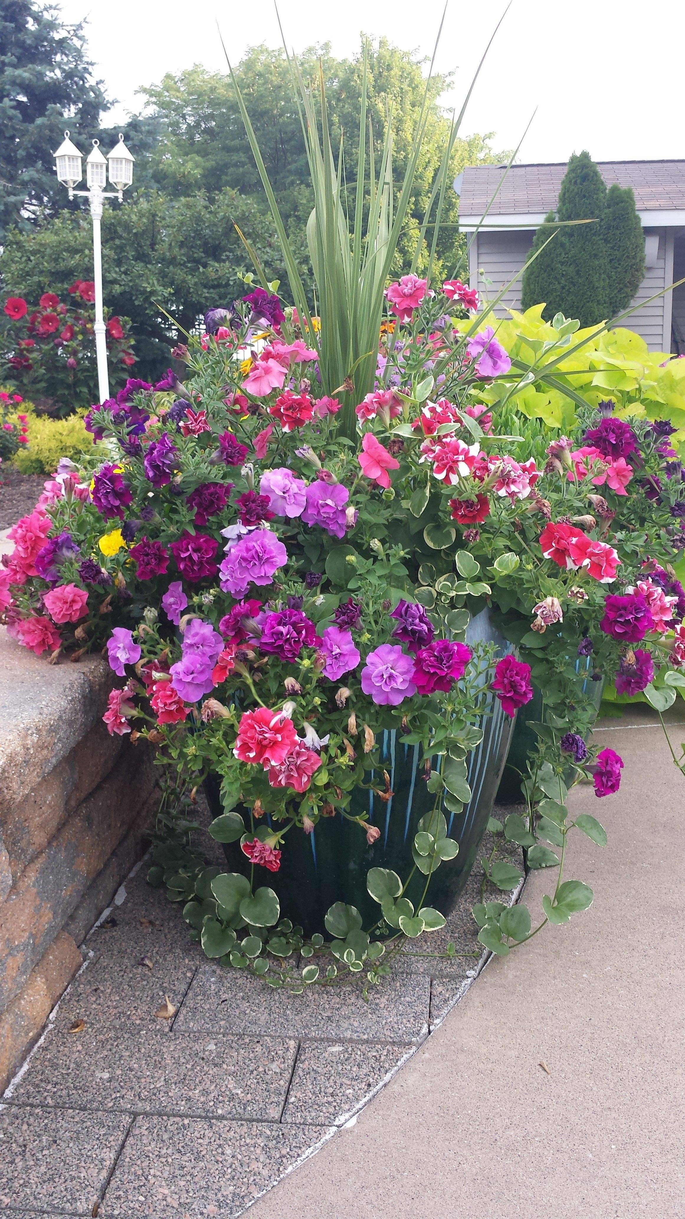 Lavender And White Summer Planting Planters