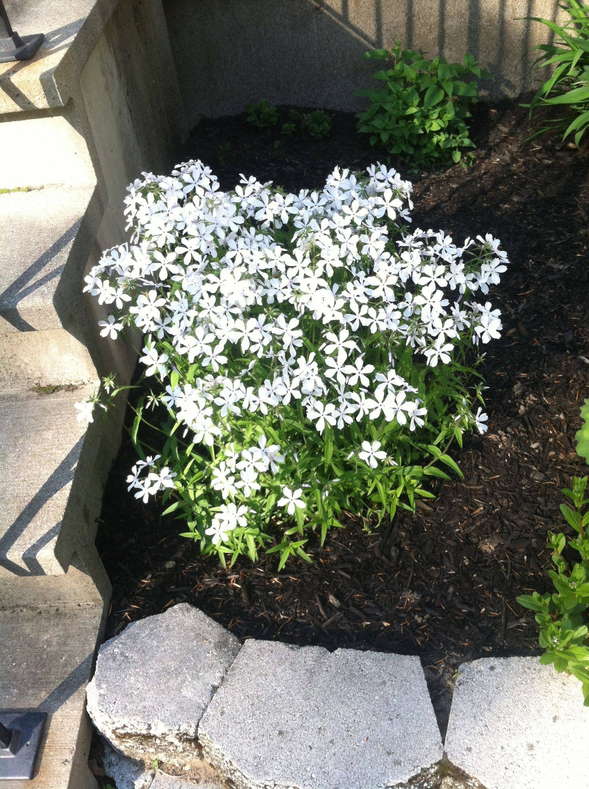 Blue And White Flowers