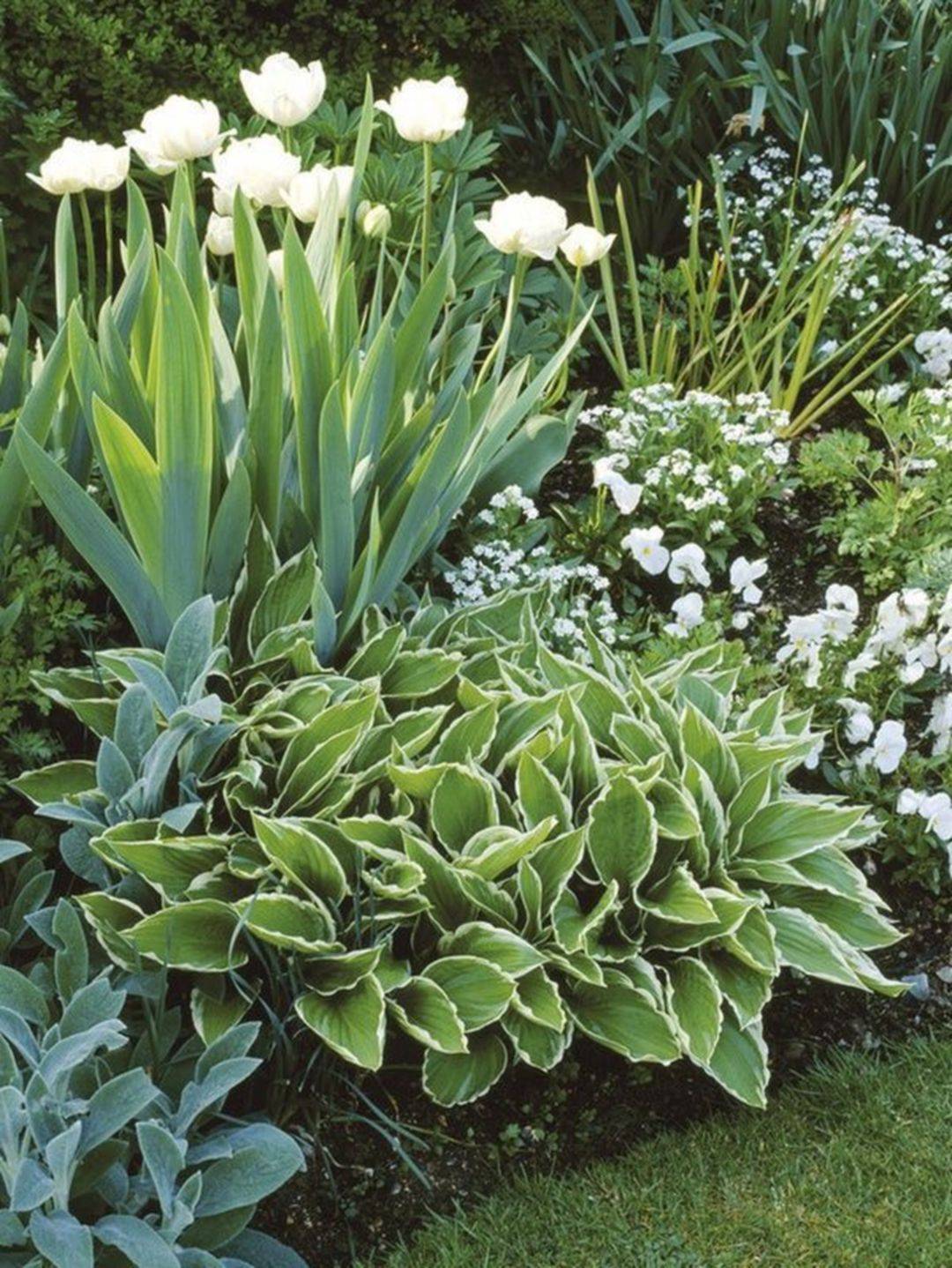 Top Gorgeous White Plants Garden Ideas