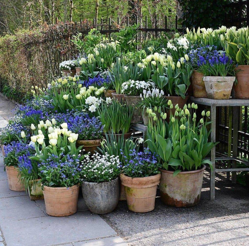 Blue White Garden Design Ideas Gardening