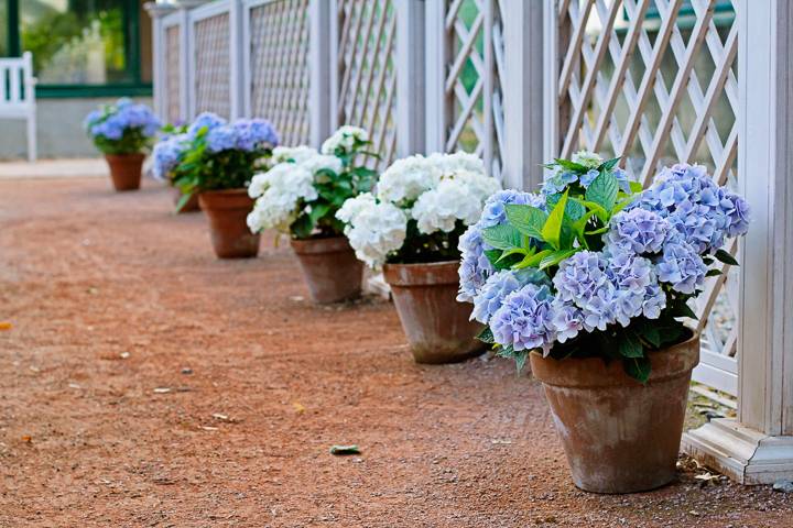 Blue White Garden Design Ideas Gardening