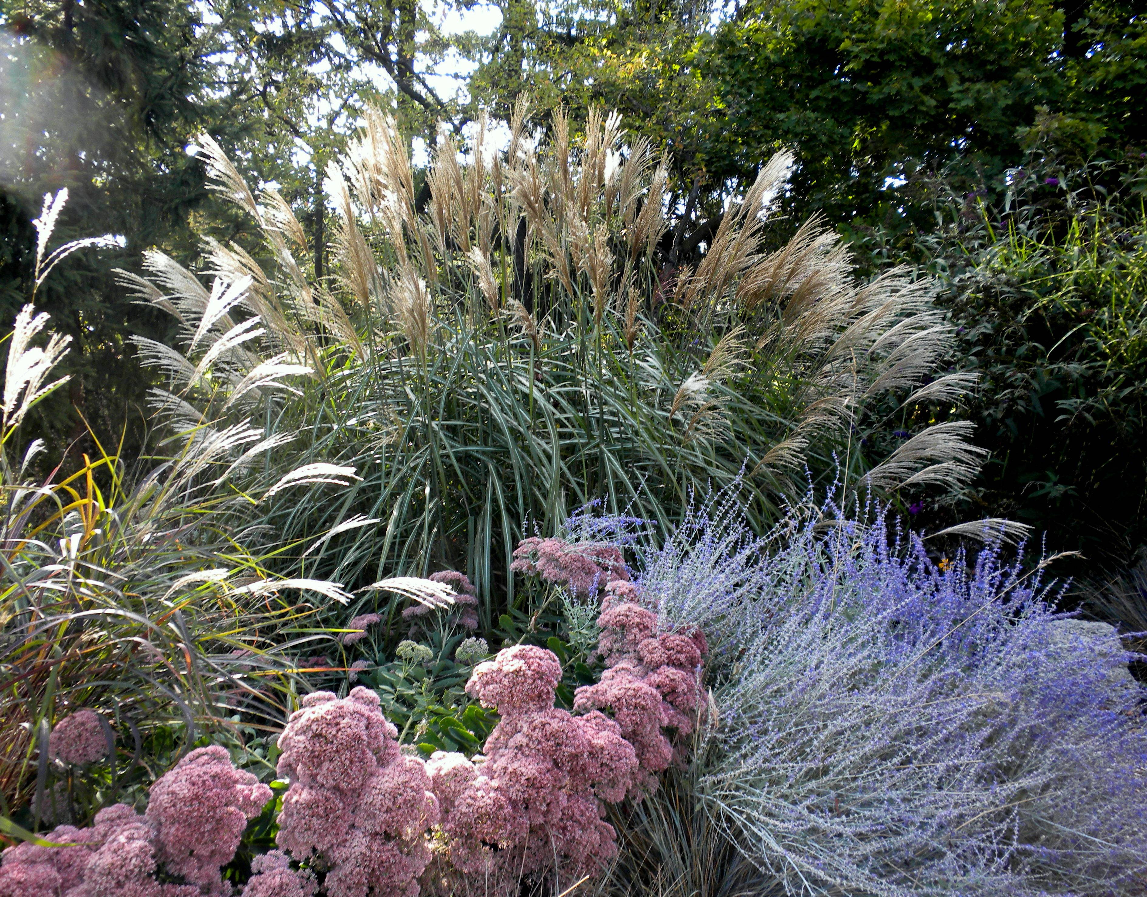 Beautiful Evergreen Grasses Landscaping Ideas Page