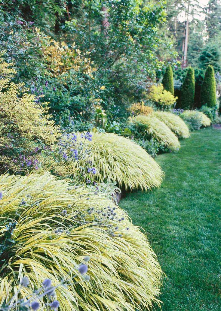 Monkey Grass Garden Plants Backyard Landscaping Designs