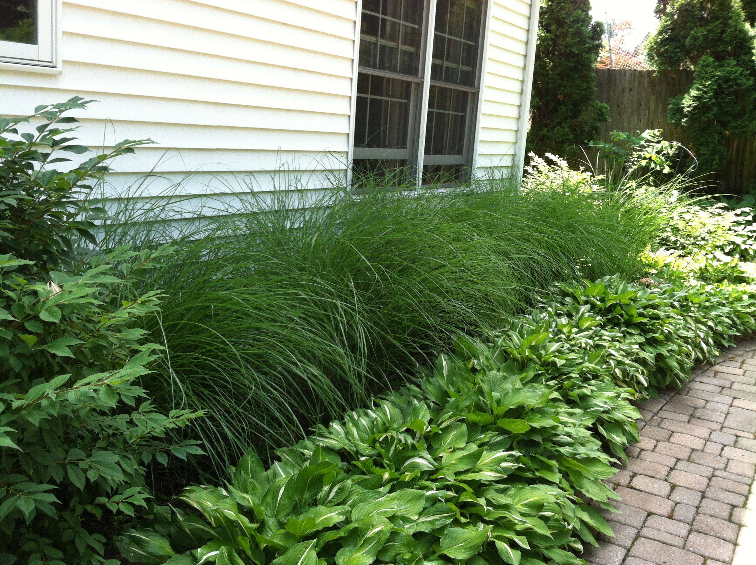 Waterwise Ornamental Grasses