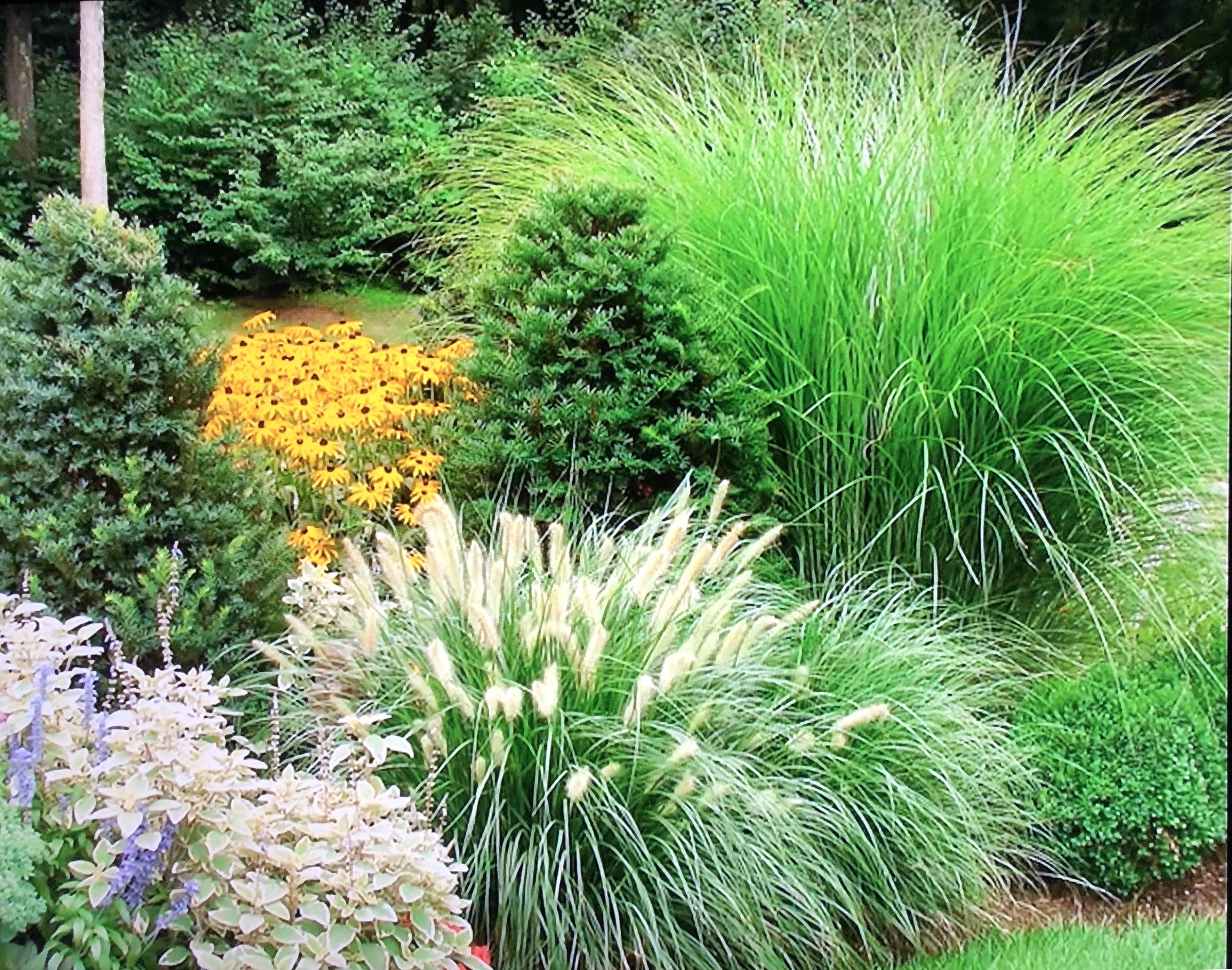 Pink Muhly Grass Backyard Landscaping