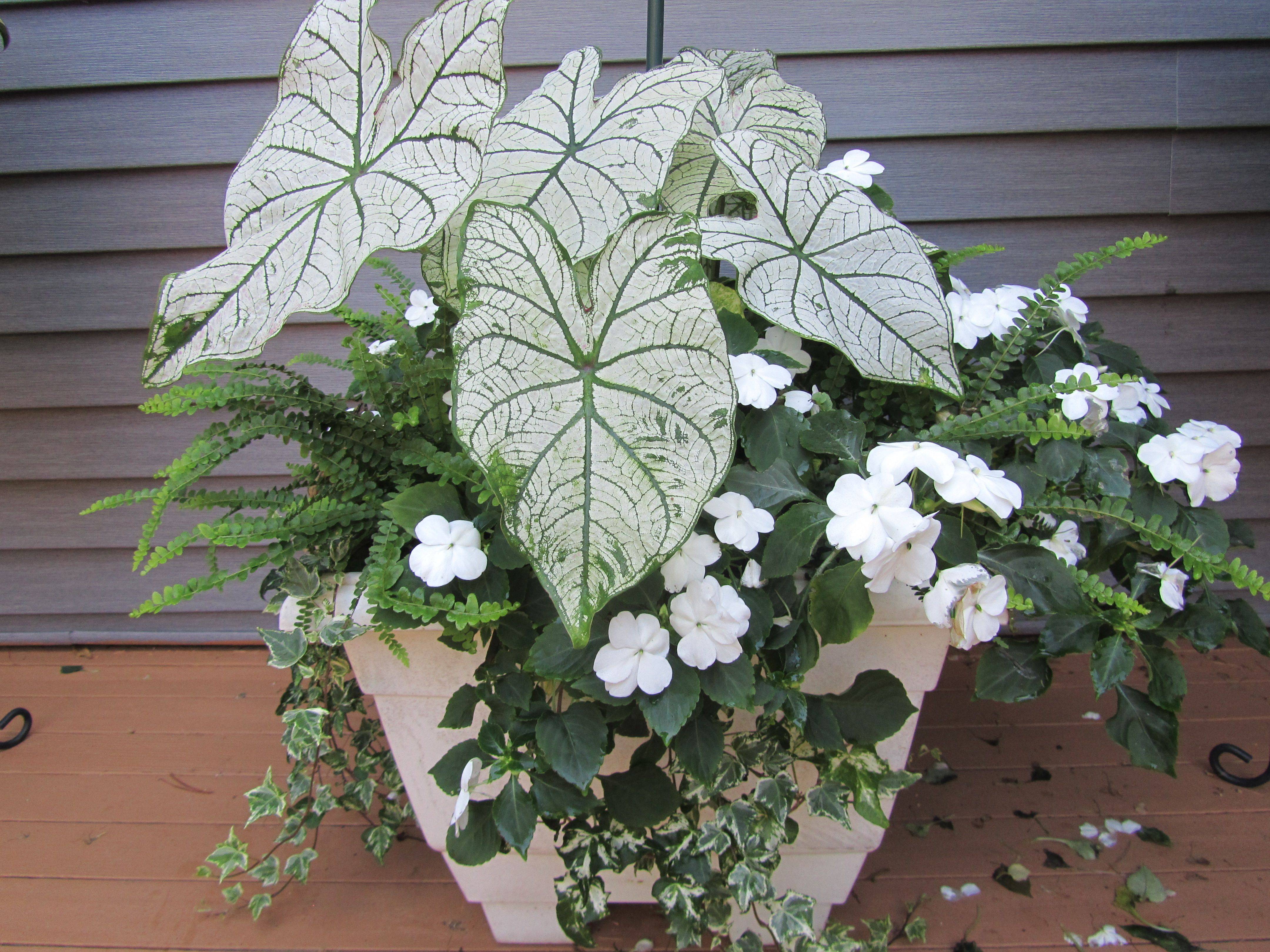 White Impatiens Spectacular Container Gardening Ideas Southern Living