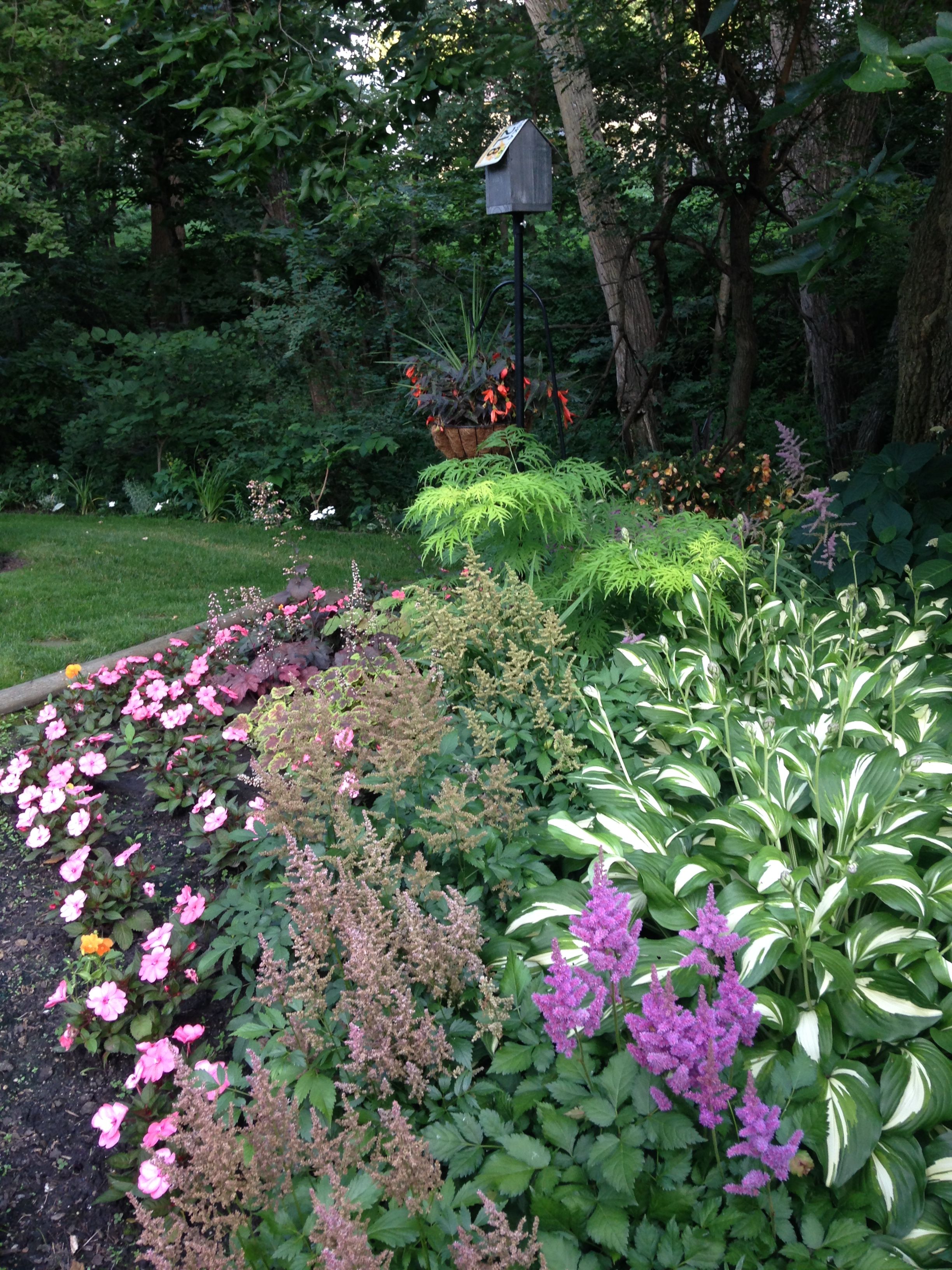 Shade Garden Woodland Plants