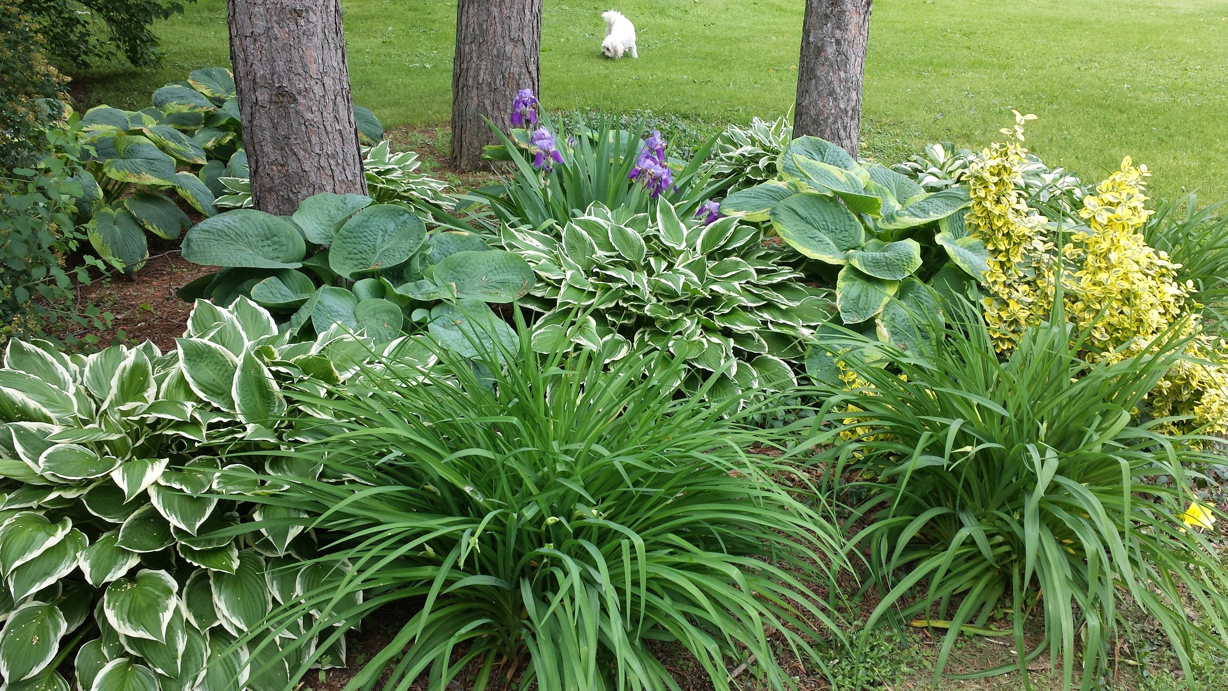 Hosta Outdoor Plants