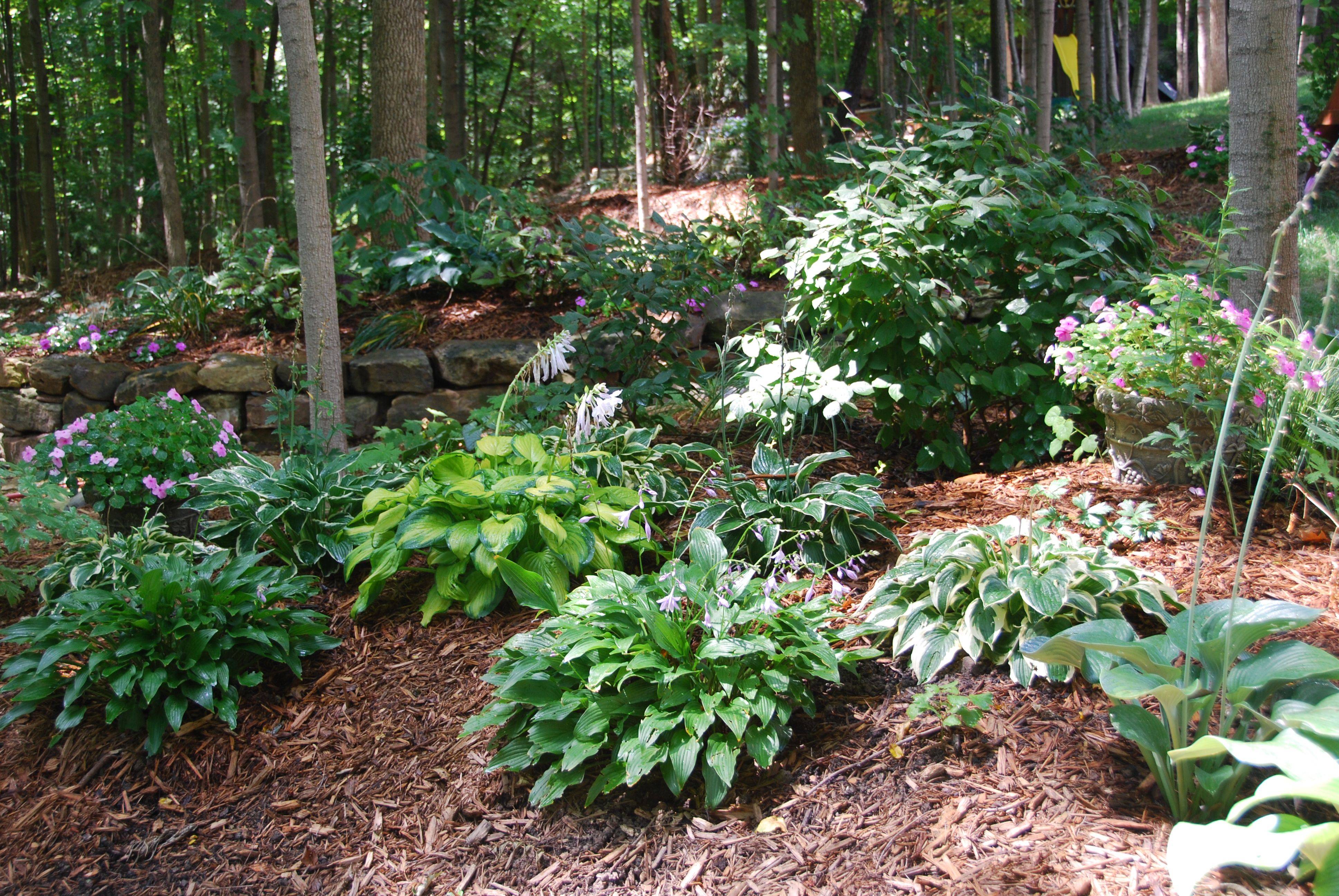 Hosta Shade Garden Front Yard Landscaping Design