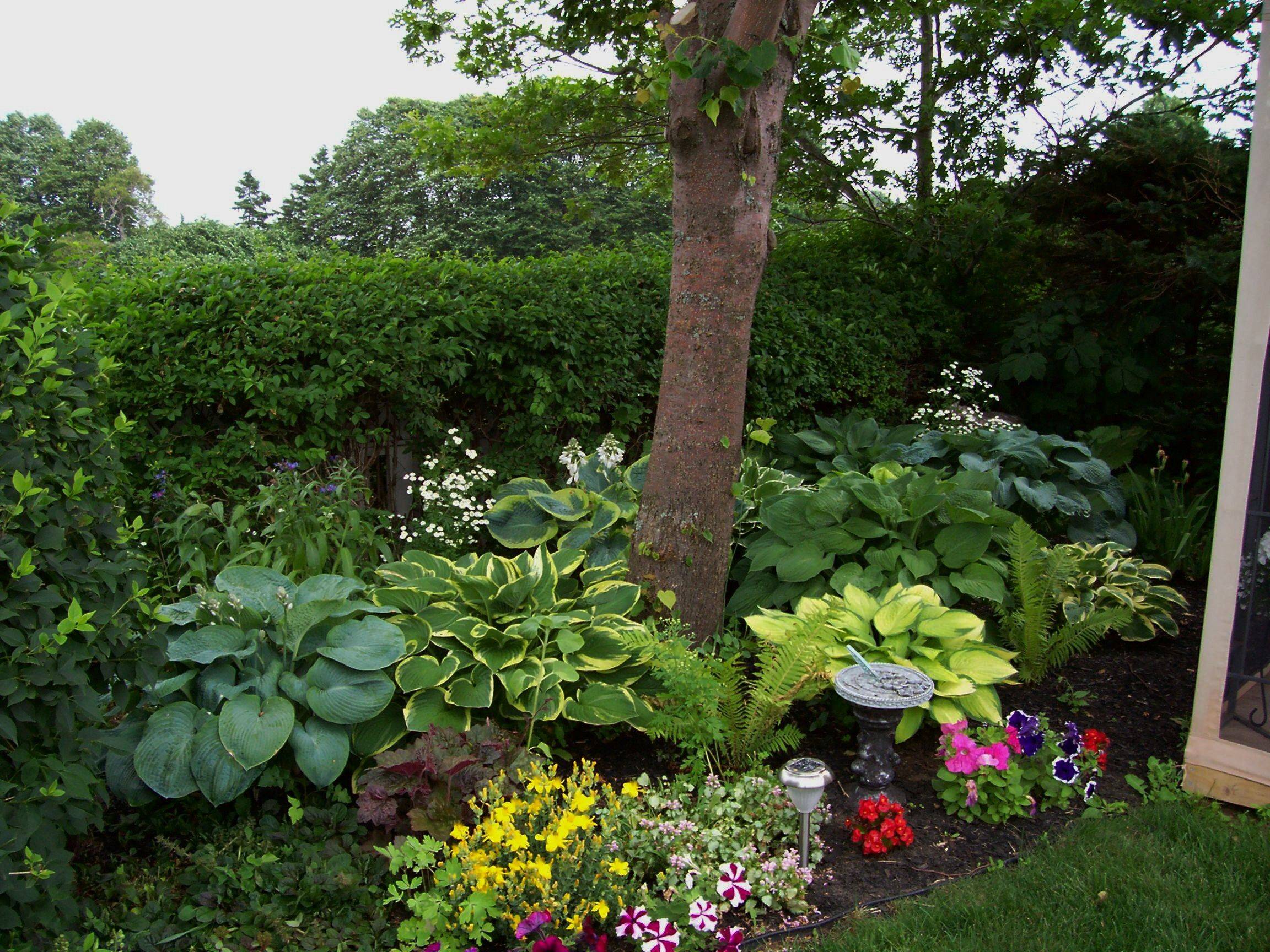 22 Hosta Garden Bed Ideas To Consider SharonSable