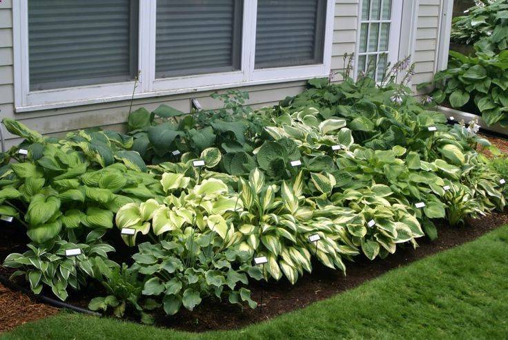 The Shade Planting Plan