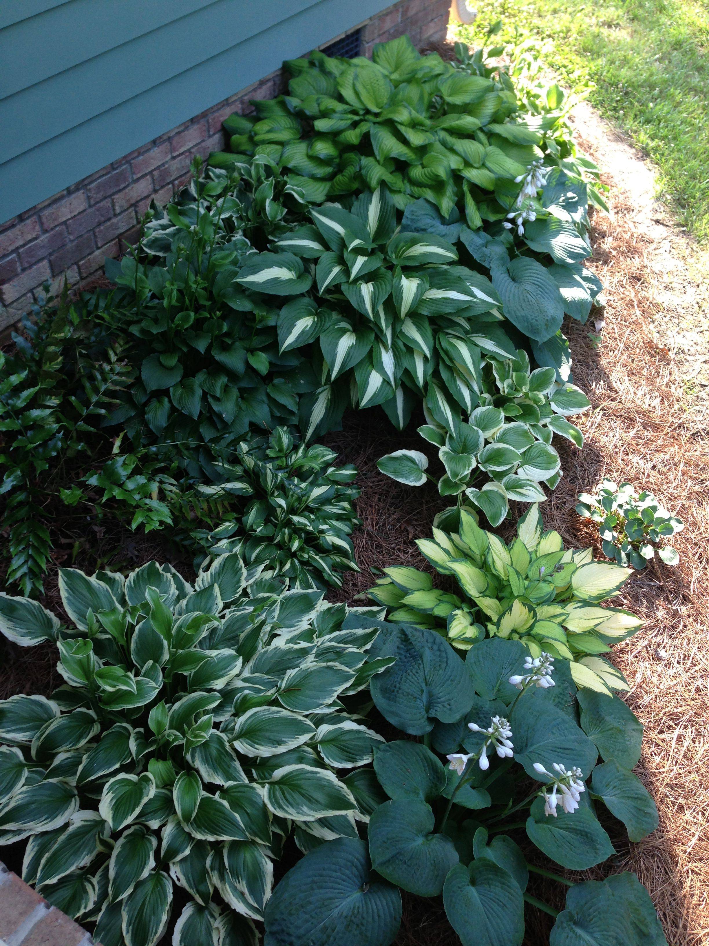 22 Hosta Garden Bed Ideas To Consider SharonSable