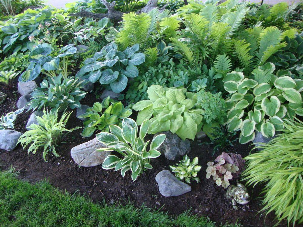 Hosta Bed Greenspace Leicester