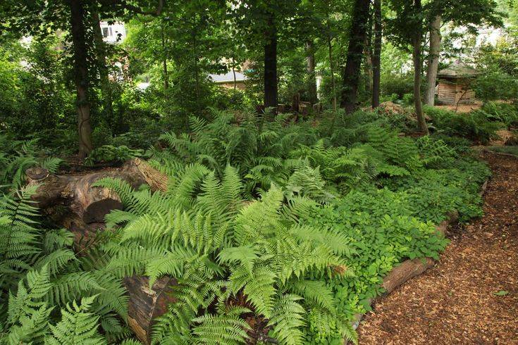 Harmony Woodland Garden