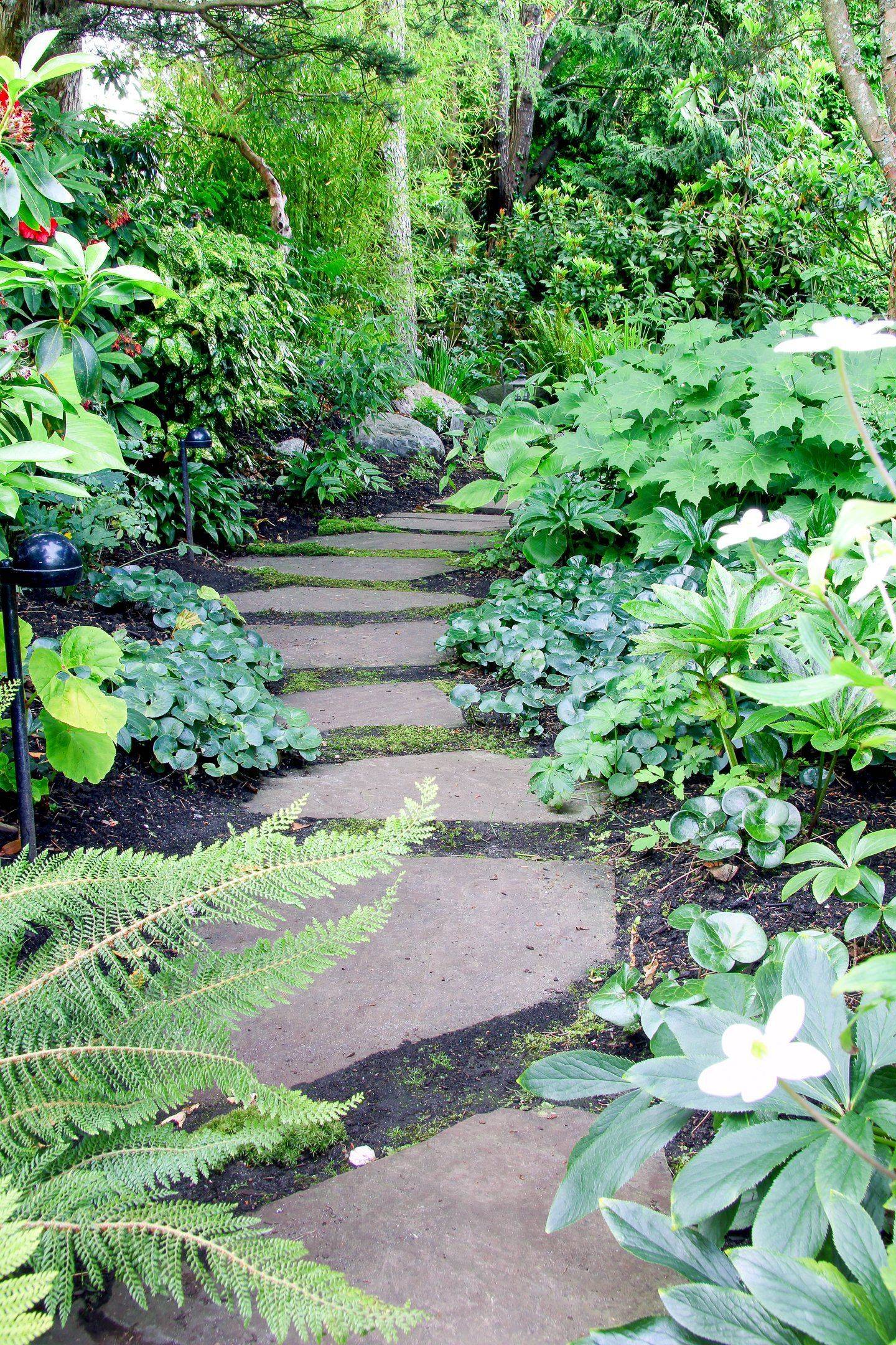 This Woodland Path