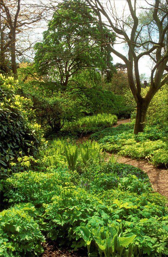 Shade Garden