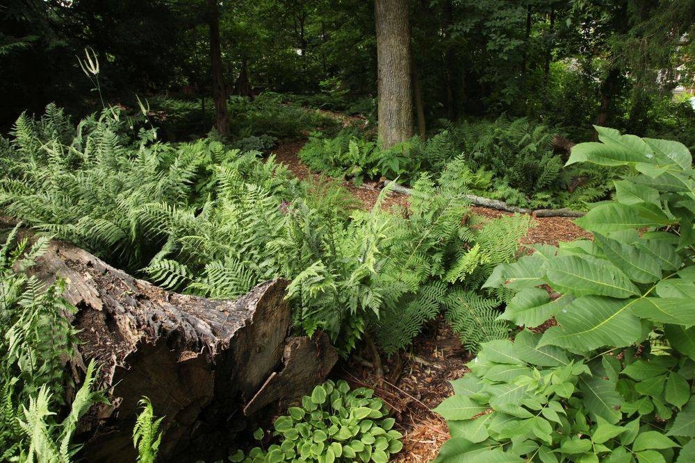 A Woodland Garden Shade Garden Ideas