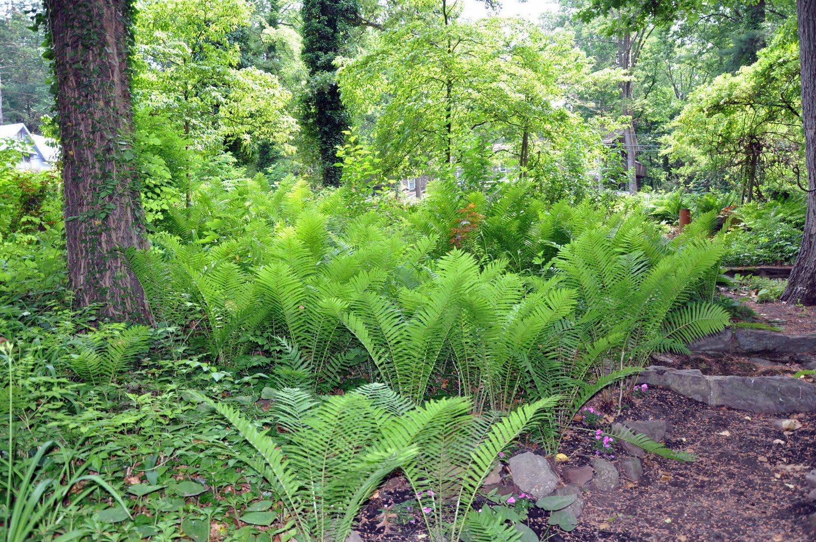 Maine Fiddlehead Ferns