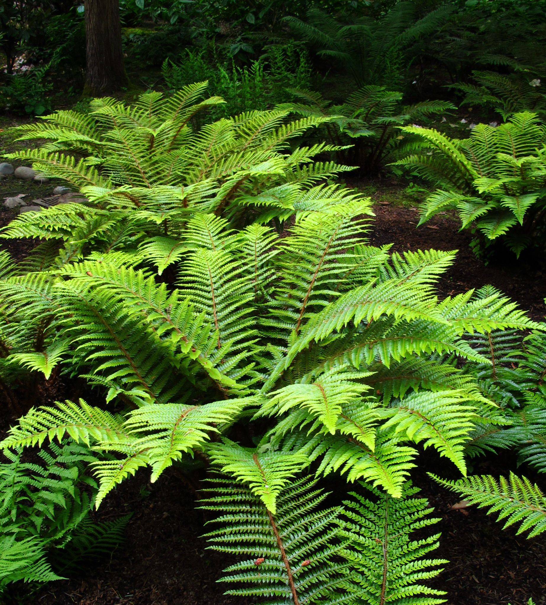 Shade Garden Design Ideas