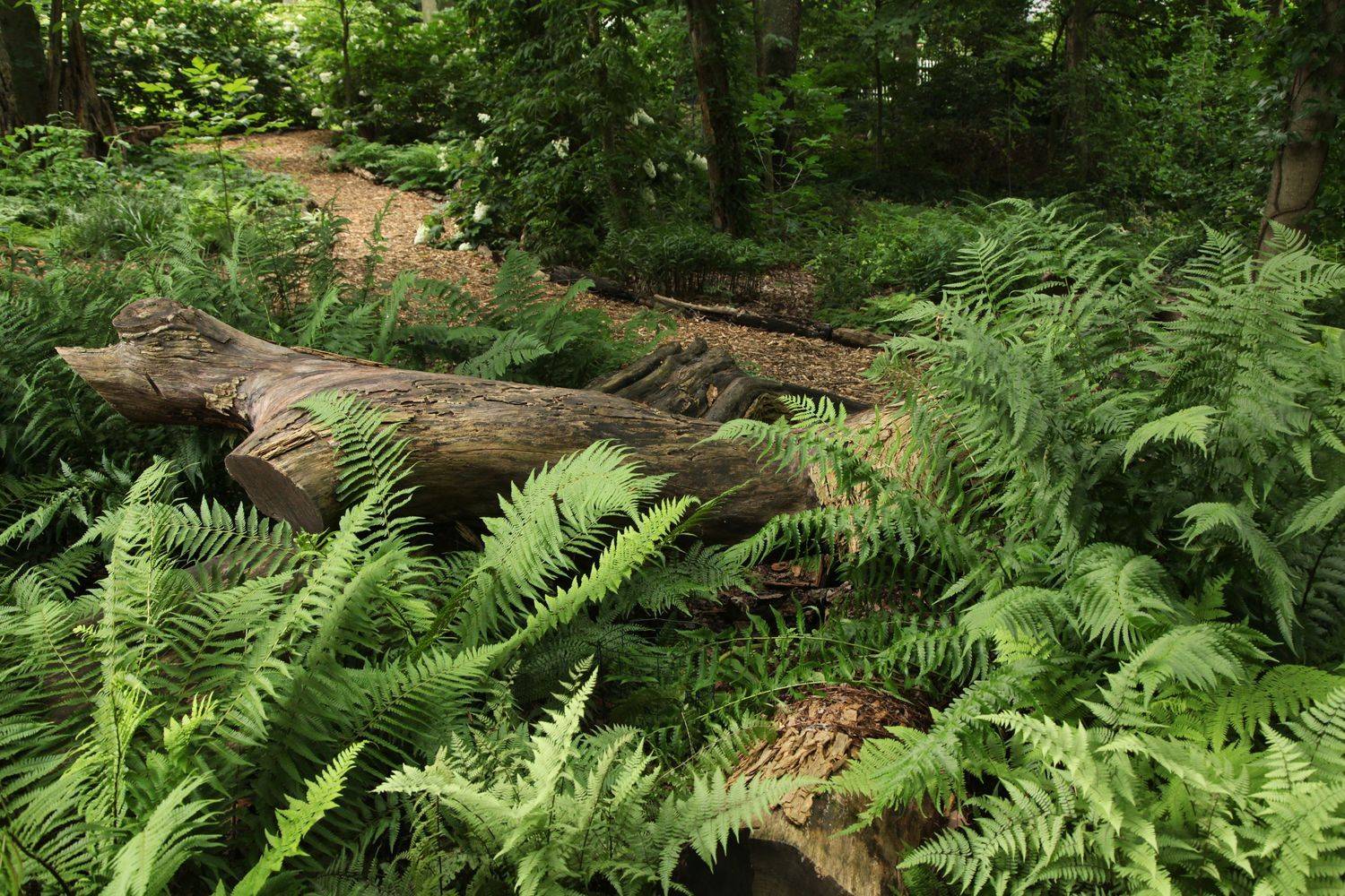 Woodland Fern Garden Gallery