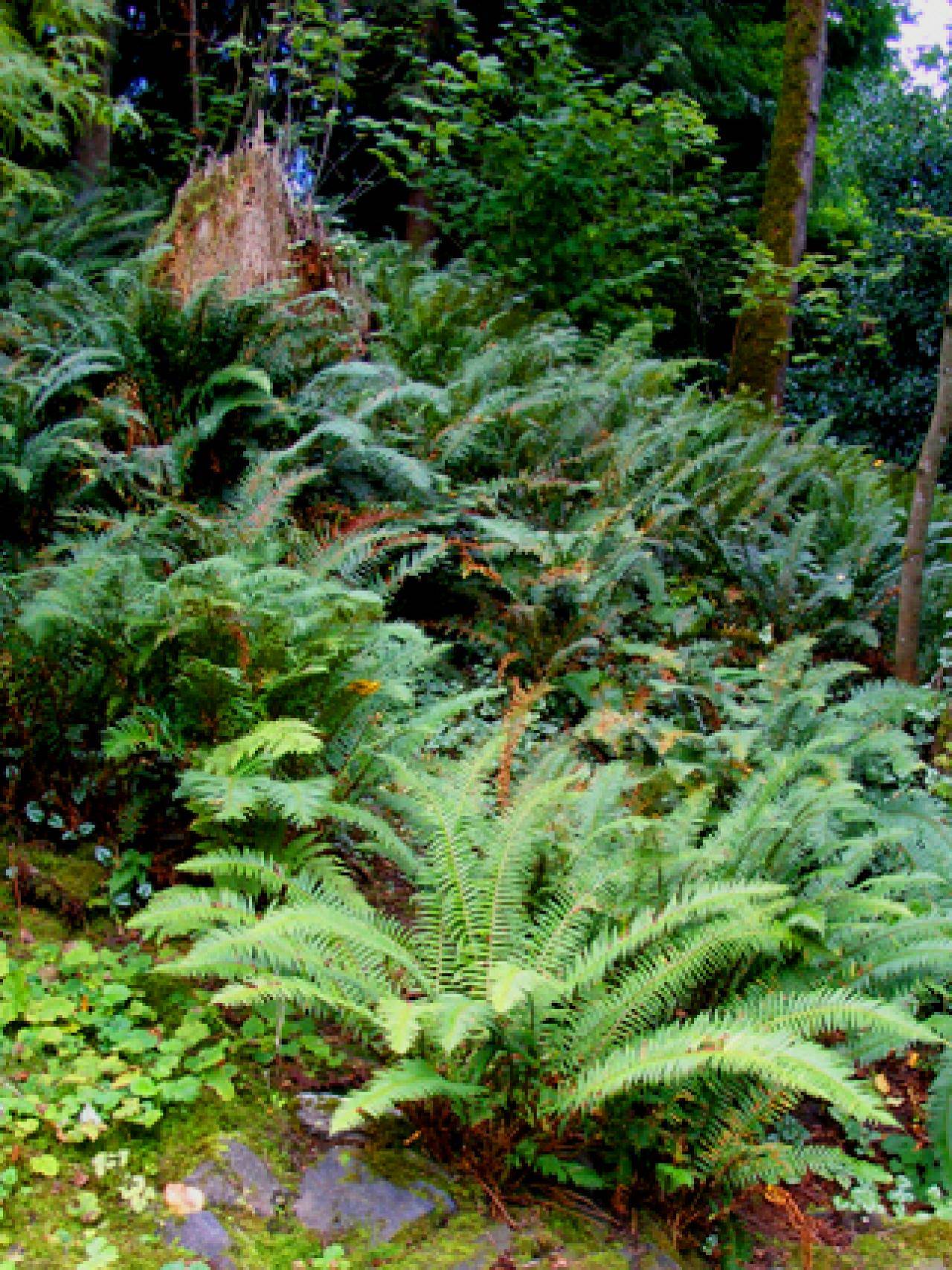 Woodland Fern Garden Gallery