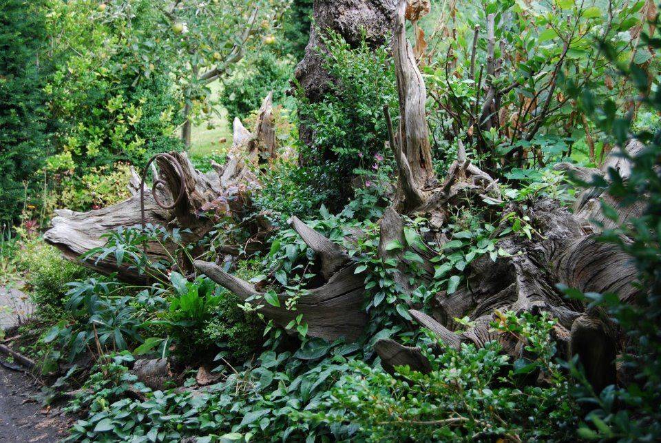 Woodland Garden Inspiration