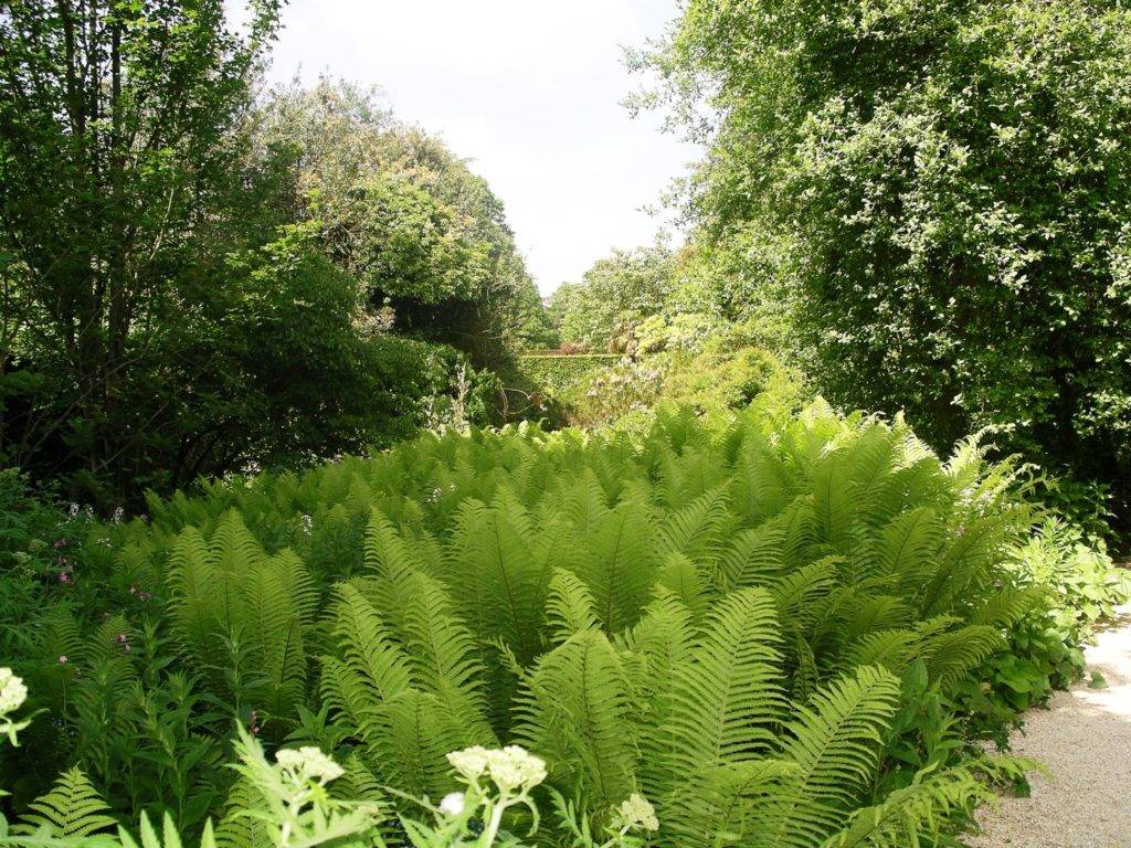 Tropical Garden Dreams