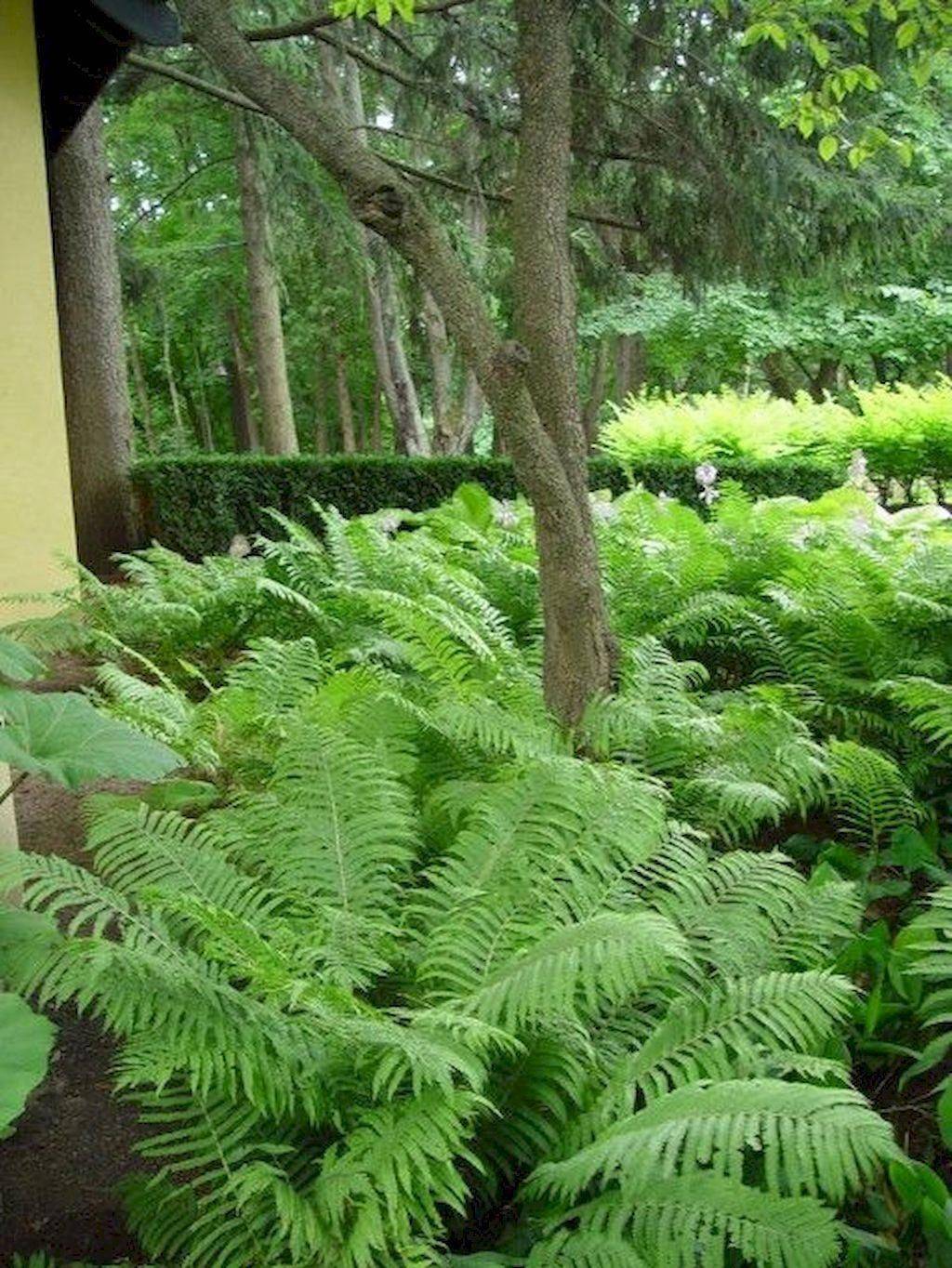 Peaceful Hosta And Fern Garden Ferns Garden Shade Garden Garden